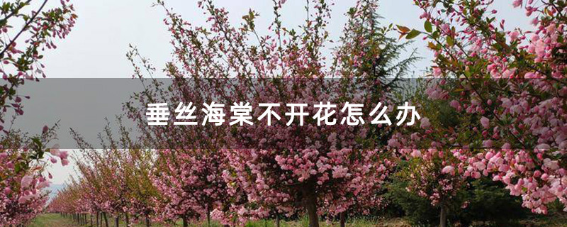 垂絲海棠花 垂絲海棠花