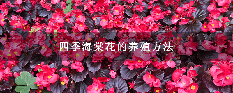 四季海棠花的養殖方法 四季海棠花的養殖方法