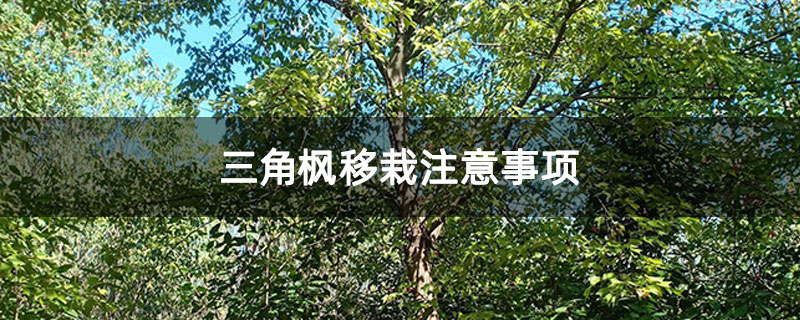 三角楓移栽注意事項 三角楓移栽注意事項
