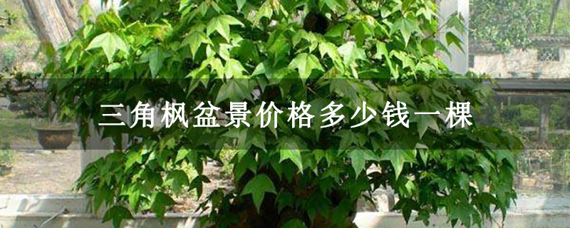 三角楓盆景價格多少錢一棵 三角楓盆景價格多少錢一棵