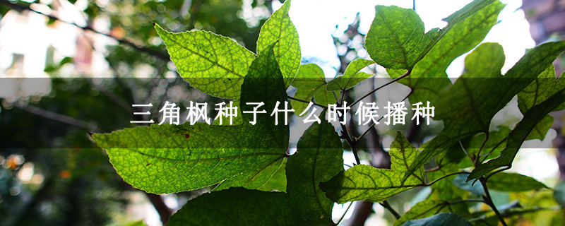 三角楓種子什么時候播種 三角楓種子什么時候播種
