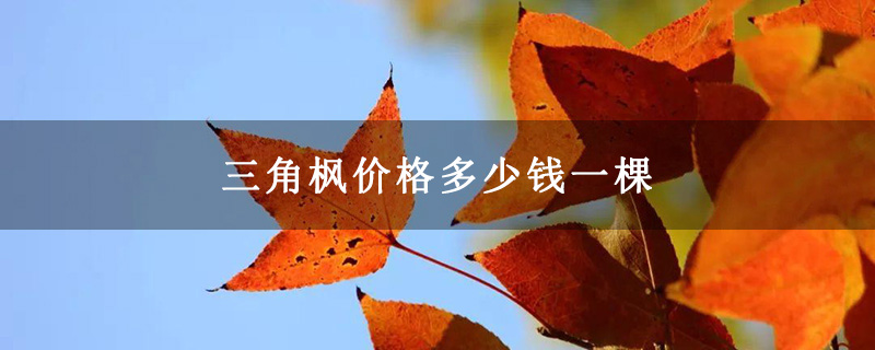 三角楓價格多少錢一棵 三角楓價格多少錢一棵