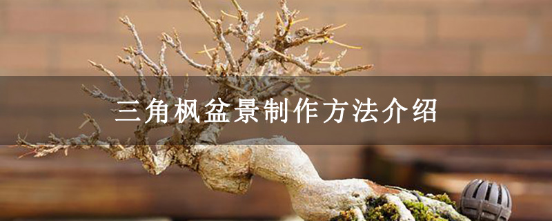 三角楓盆景制作方法介紹 三角楓盆景制作方法介紹