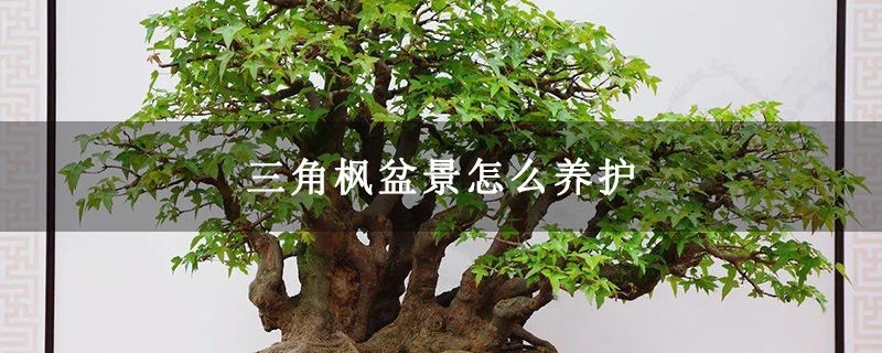 三角楓盆景怎么養護 三角楓盆景怎么養護