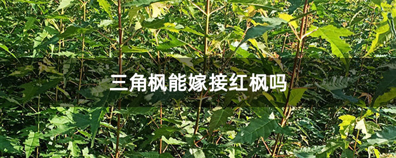 三角楓能嫁接紅楓嗎 三角楓能嫁接紅楓嗎