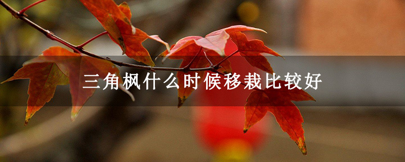 三角楓什么時候移栽比較好 三角楓什么時候移栽比較好