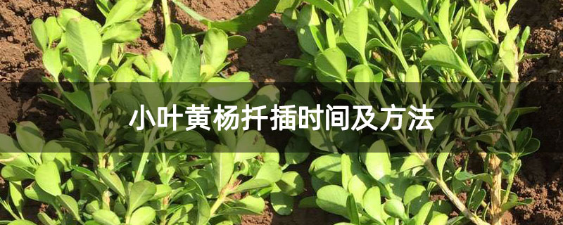 小葉黃楊扦插時間及方法 小葉黃楊扦插時間及方法