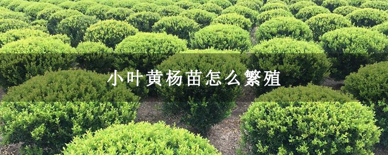 小葉黃楊苗怎么繁殖 小葉黃楊苗怎么繁殖