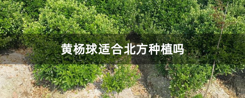 黃楊球適合北方種植嗎 黃楊球適合北方種植嗎