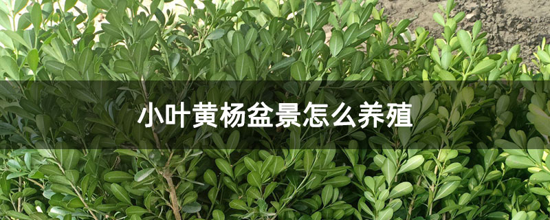 小葉黃楊盆景怎么養殖 小葉黃楊盆景怎么養殖
