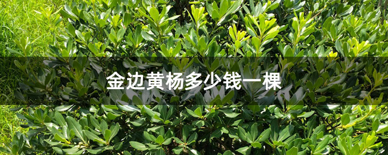 金邊黃楊多少錢一棵 金邊黃楊多少錢一棵