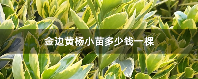 金邊黃楊小苗多少錢一棵 金邊黃楊小苗多少錢一棵
