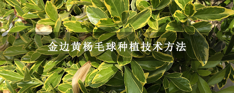 金邊黃楊毛球種植技術方法