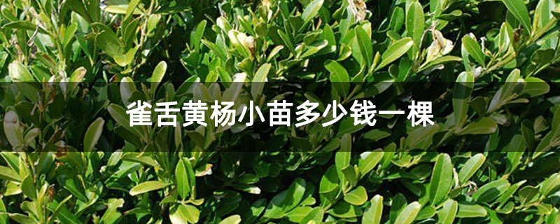 雀舌黃楊小苗多少錢一棵 雀舌黃楊小苗多少錢一棵
