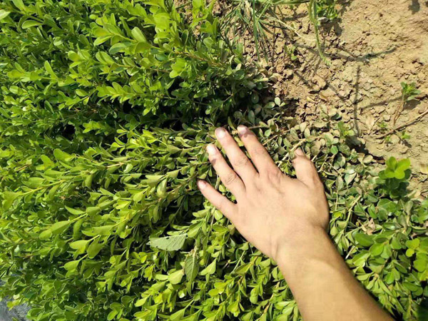 小葉黃楊種植基地實拍 小葉黃楊種植基地實拍