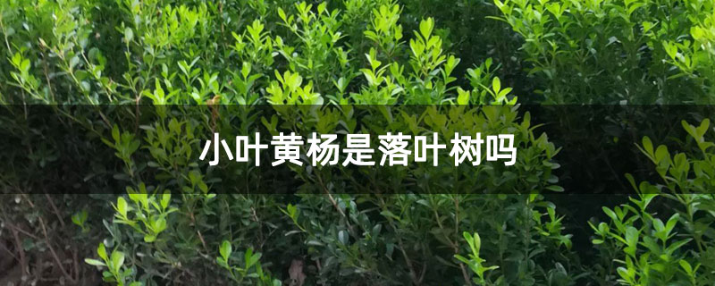 小葉黃楊是落葉樹嗎 小葉黃楊是落葉樹嗎
