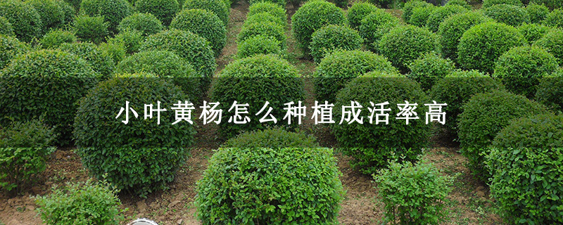 小葉黃楊怎么種植成活率高 小葉黃楊怎么種植成活率高
