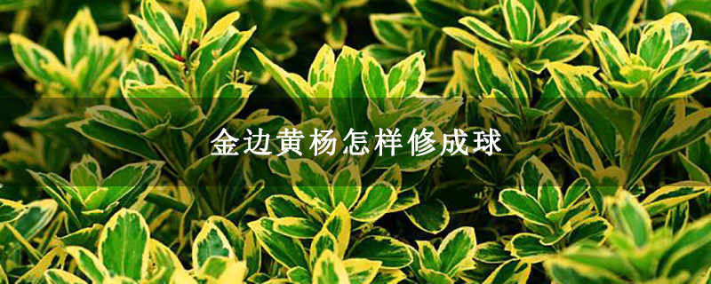 金邊黃楊怎樣修成球 金邊黃楊怎樣修成球
