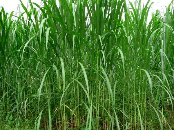 1665234633495402.jpg 1629687398394072.jpg