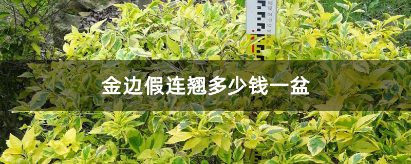 金邊假連翹多少錢一盆 金邊假連翹多少錢一盆
