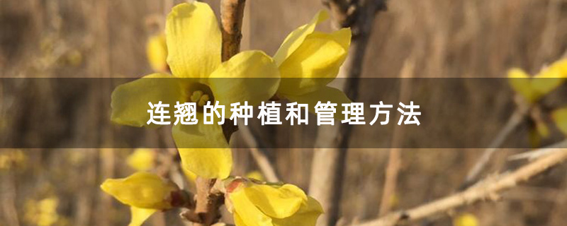 連翹 連翹
