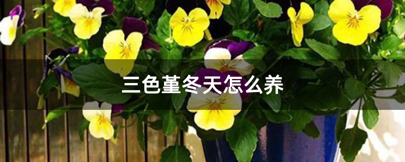 三色堇冬天怎么養