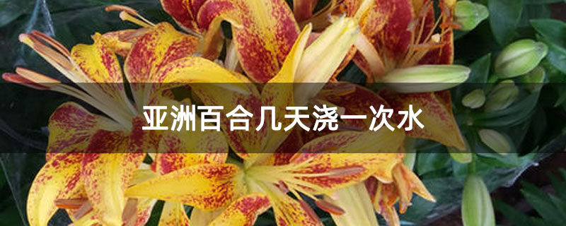 亞洲百合幾天澆一次水 亞洲百合幾天澆一次水