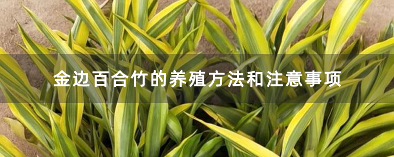 金邊百合竹的養殖方法和注意事項 金邊百合竹的養殖方法和注意事項