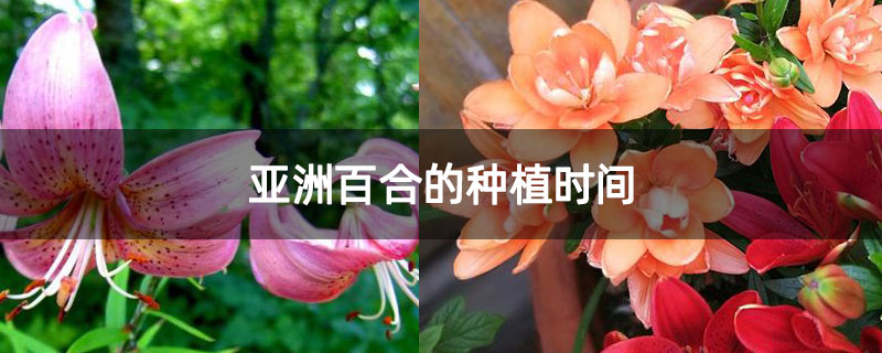 亞洲百合的種植時間 亞洲百合的種植時間