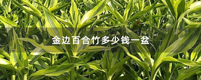 金邊百合竹多少錢一盆 金邊百合竹多少錢一盆