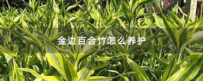 金邊百合竹怎么養護 金邊百合竹怎么養護