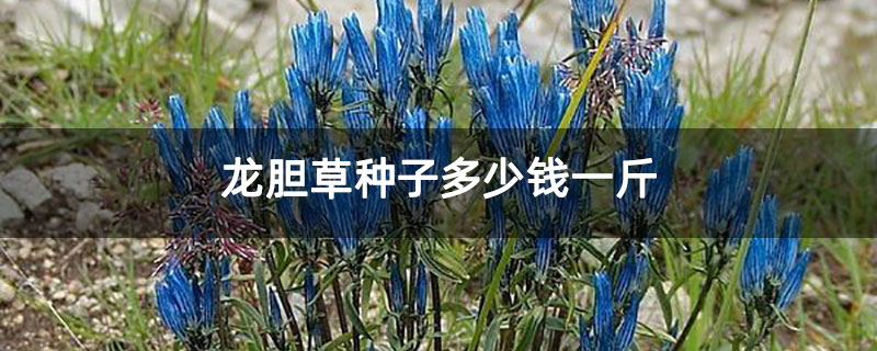 龍膽草種子多少錢一斤 龍膽草種子多少錢一斤