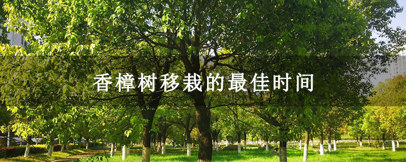 香樟樹移栽的最佳時間 香樟樹移栽的最佳時間