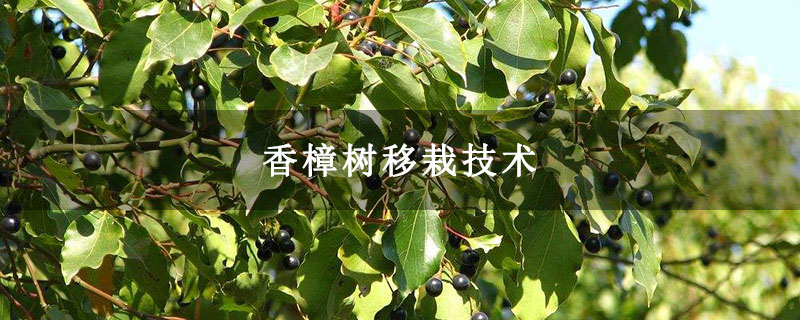 香樟樹移栽技術 香樟樹移栽技術