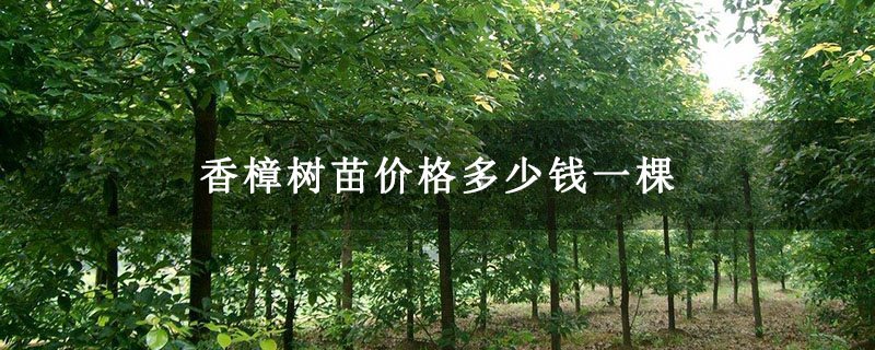 香樟樹苗價格多少錢一棵 香樟樹苗價格多少錢一棵