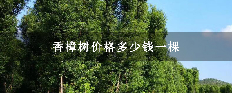 香樟樹價格多少錢一棵 香樟樹價格多少錢一棵