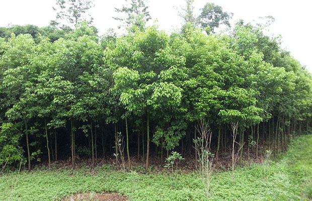香樟樹苗9.jpg