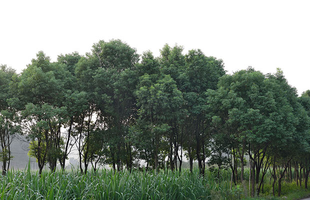 香樟樹苗6.jpg