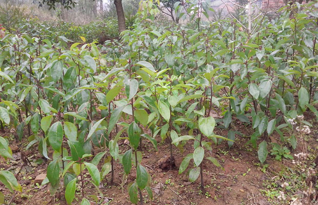 香樟樹苗5.jpg