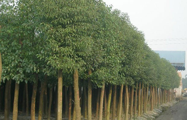 香樟樹苗.jpg