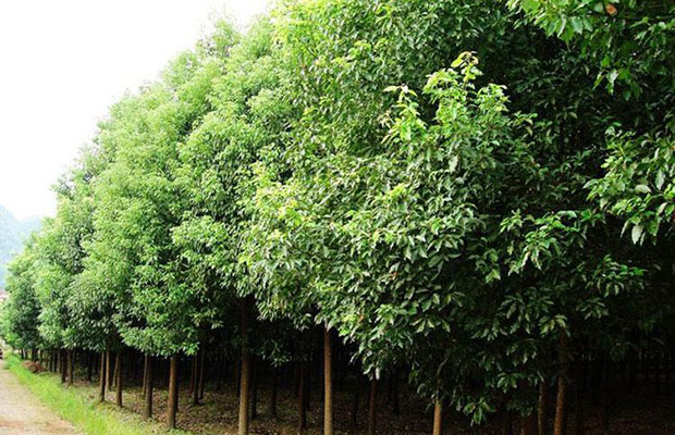 香樟樹苗2.jpg