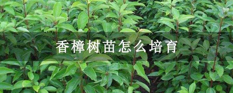 香樟樹苗怎么培育 香樟樹苗怎么培育