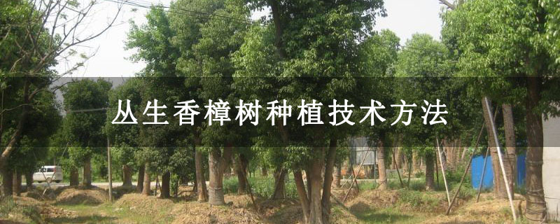 叢生香樟樹種植技術方法 叢生香樟樹種植技術方法
