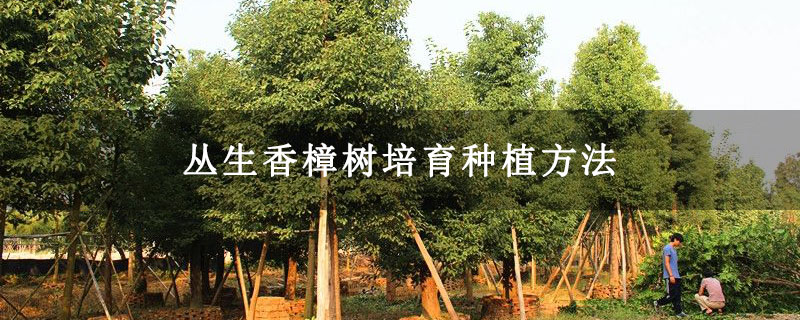叢生香樟樹培育種植方法