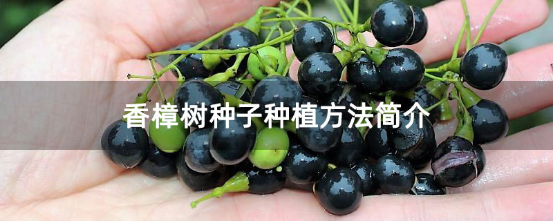 香樟樹種子種植方法簡介