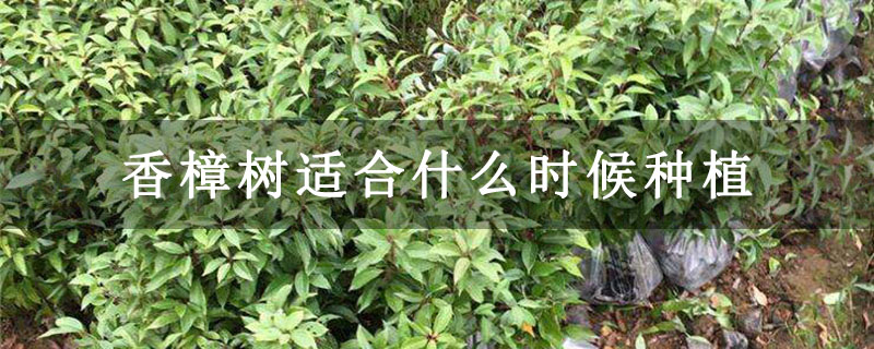 香樟樹適合什么時候種植 香樟樹適合什么時候種植
