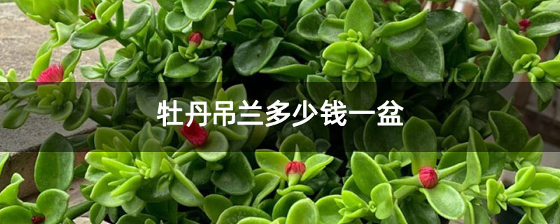 牡丹吊蘭多少錢一盆 牡丹吊蘭多少錢一盆