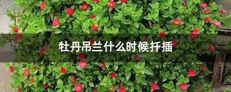 牡丹吊蘭什么時候扦插 牡丹吊蘭什么時候扦插