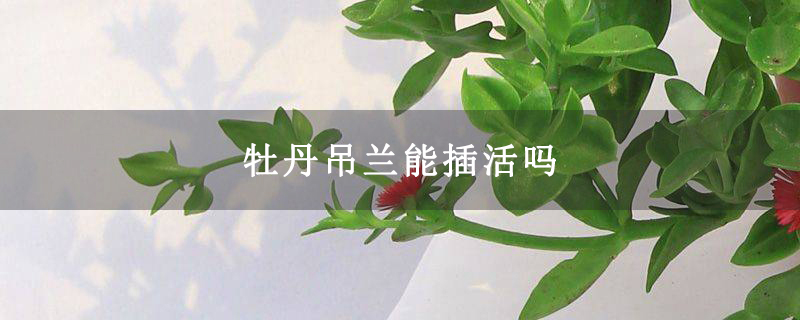 牡丹吊蘭能插活嗎