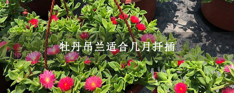 牡丹吊蘭適合幾月扦插 牡丹吊蘭適合幾月扦插